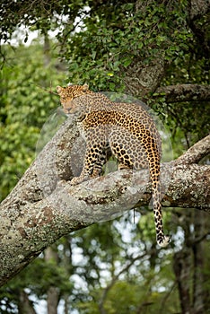 Leopard sits looking out from lichen-covered branch