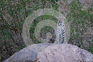 Leopard sits on rock with small cub