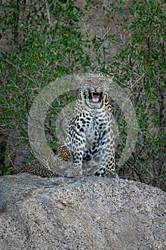 Leopard sits snarling on rock by cub