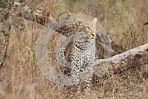 Leopard sitting