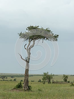 Leopard sitting on acacia Tree at masai Mara Game Reserve,Kenya