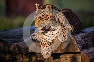 Leopard sitting alone on logs