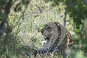 Leopard sitting  in Bush at Masai Mara Game Reserve, Kenya