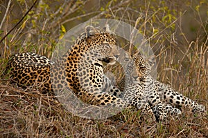 Leopard with sitting cub