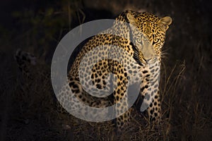 Leopard sitting in darkness hunting nocturnal prey in spotlight