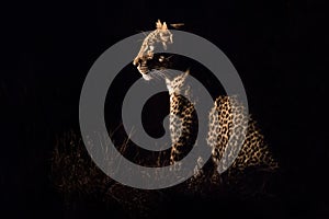 Leopard sitting in darkness hunting prey