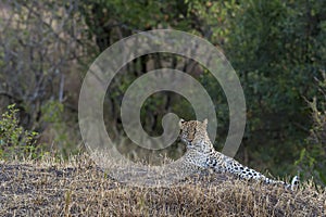 Leopard sitting in a dry grass patch late evening at Masai Mara, Kenya,