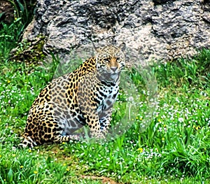 Leopardo sitting in the grass photo