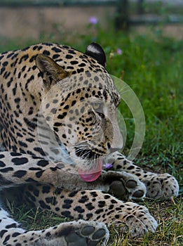 Leopard is sitting and posing