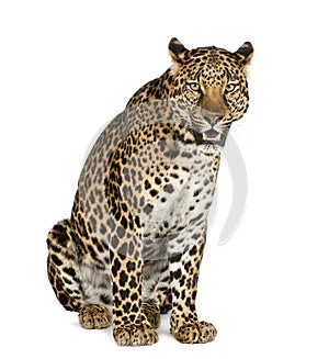 Leopard sitting, roaring, Panthera pardus photo