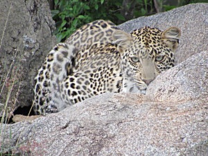 leopard sitting on a rock