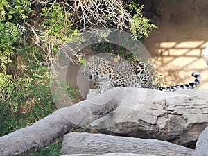 Leopard sitting on a rock