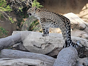 Leopard sitting on a rock