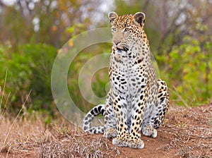 Leopard sitting in savannah