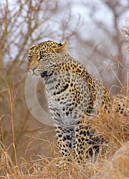 Leopard sitting in savannah