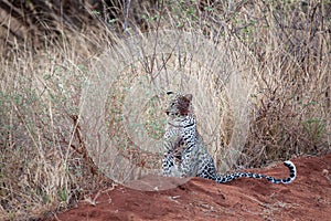 Leopard is sitting in the savannah of Kenya