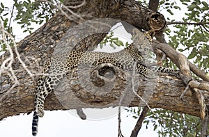 Leopard sitting in a tree in Botswana, Africa