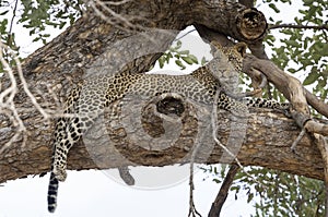 Leopard sitting in a tree in Botswana, Africa