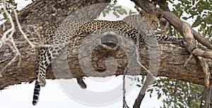 Leopard sitting in a tree in Botswana, Africa