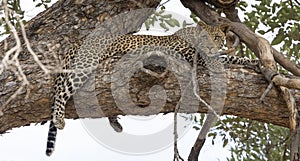 Leopard sitting in a tree in Botswana, Africa