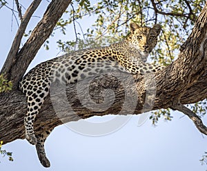 Leopard sitting in a tree in Botswana, Africa