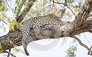 Leopard sitting in a tree in Botswana, Africa