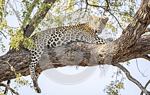 Leopard sitting in a tree in Botswana, Africa