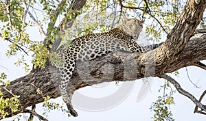 Leopard sitting in a tree in Botswana, Africa