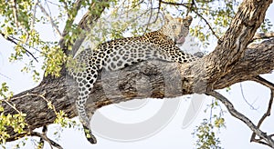 Leopard sitting in a tree in Botswana, Africa