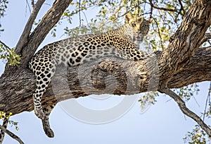 Leopard sitting in a tree in Botswana, Africa