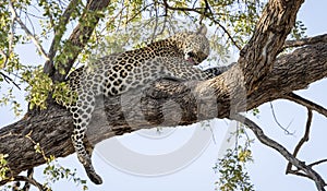 Leopard sitting in a tree in Botswana, Africa