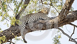 Leopard sitting in a tree in Botswana, Africa