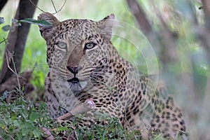 Leopard sitting in a tree with in the Masai Mara, Kenya, Africa