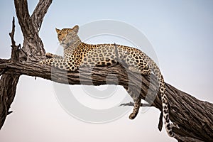 A leopard resting on a tree