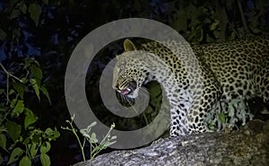 Leopard sitting in a tree at night in Botswana, Africa