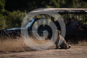 Leopard sitting watched by photographers in truck