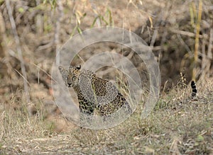 Leopard sitting and watching safari vehical