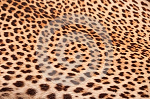 Leopard skin