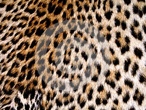 Leopard skin
