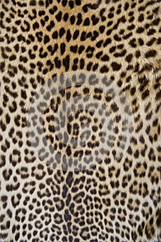 Leopard skin