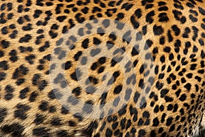 Leopard Skin