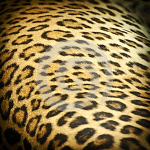 Leopard skin