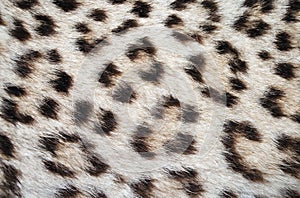 Leopard skin spots