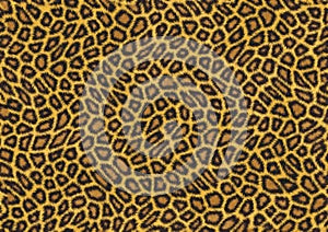 Leopard skin texture