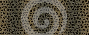 Leopard skin texture background