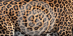 Leopard skin texture for background  real fur