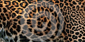 Leopard skin texture for background real fur