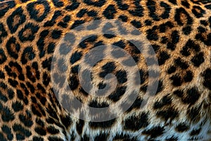 Leopard skin texture for background  real fur