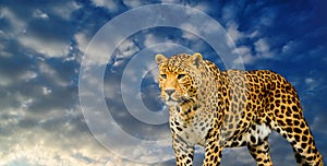 leopard on a sky background