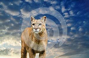 leopard on the sky background with clouds